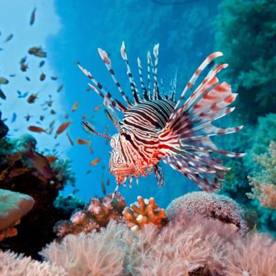 I Nv Lionfish